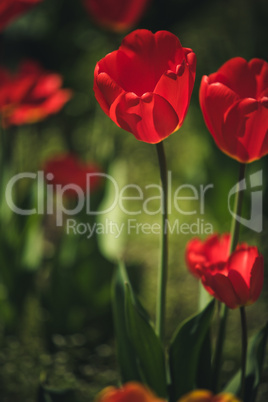 Rote und Gelbe Tulpen