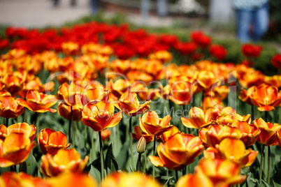 Rote und Gelbe Tulpen