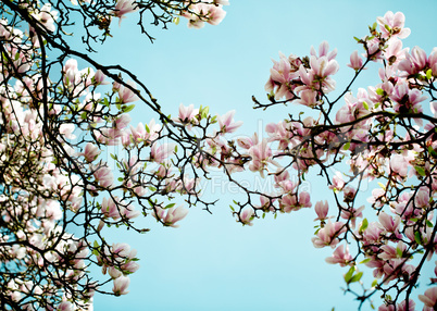 Magnolien Magnolien