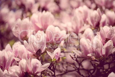 Magnolien