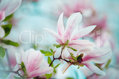 Magnolien