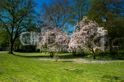 Magnolienbäume im Frühling