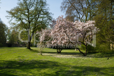 Magnolienbäume im Frühling