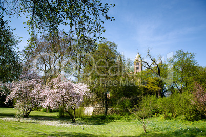 Magnolienbäume im Frühling