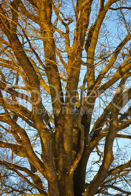 Baum im Herbst