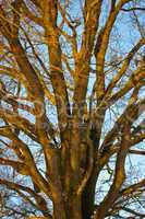 Baum im Herbst