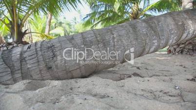 Palm trunk