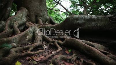 Tropical tree roots