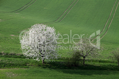 Kirschenblüte im Weserbergland