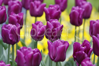 Violette Tulpen