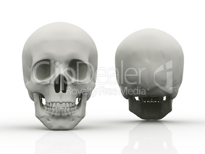 3d image of human skull in full face and profile