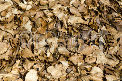 Background with dry beech leaves