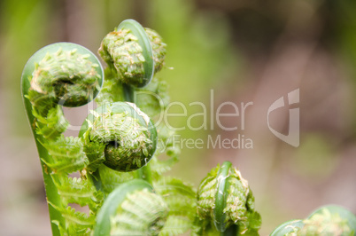 Fresh green leaves of a fern