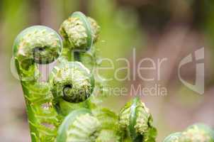 Fresh green leaves of a fern