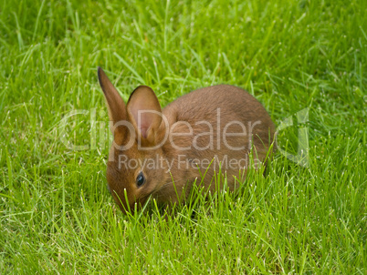 hasenbaby im stadtpark