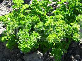 young green plant of parsley