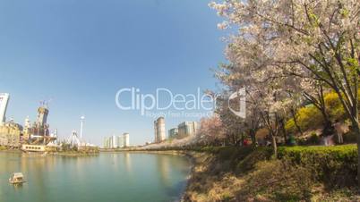 Seoul City 216 Cherry Blossom Park