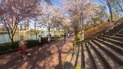 seoul city 219 cherry blossom park