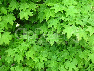 green leaves of maple