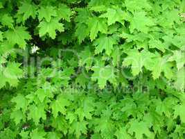 green leaves of maple