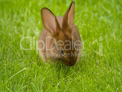 hase im garten