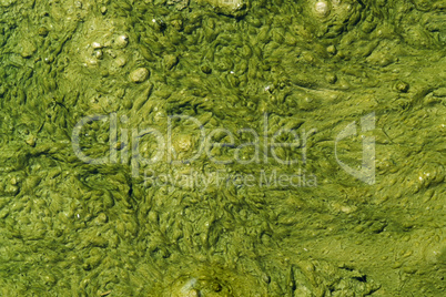 green slime with small bubbles