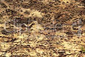 abstract background with bark beetle traces