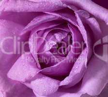 wet rose flower closeup