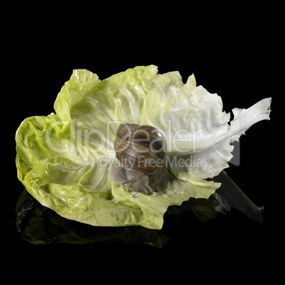 Grapevine snail on fresh green lettuce leaf