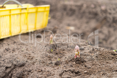 asparagus on the field