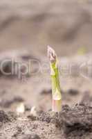 asparagus on the field