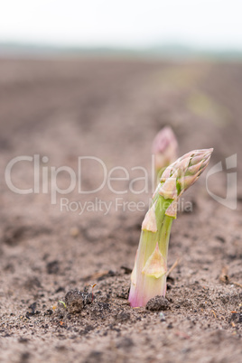 asparagus on the field