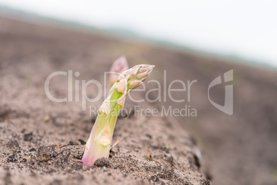 asparagus on the field