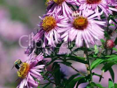 wespe auf lilaner blume