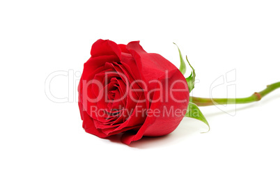 beautiful red rose