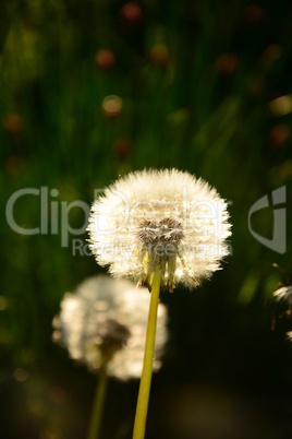 Pusteblume