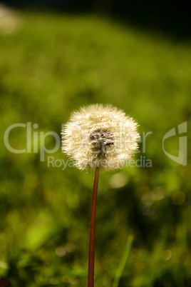 Pusteblume