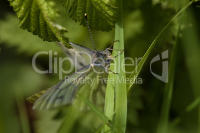 Großer Kohlweißling - Pieris brassicae