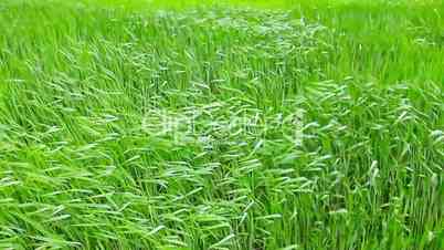waves of green grass
