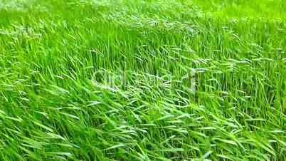 waves of green grass
