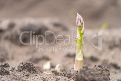 asparagus on the field