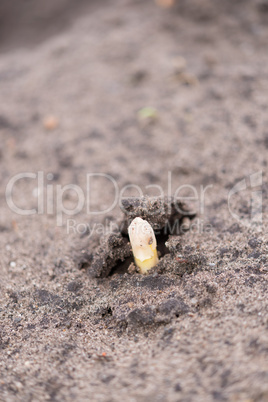 asparagus on the field