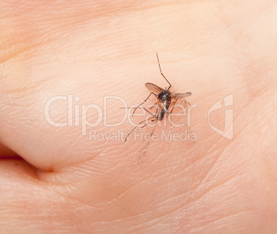 dead mosquito crushed in a hand