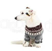 Jack russell sitting with sweater