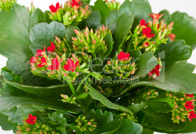 Kalanchoe blossfeldiana on a white background