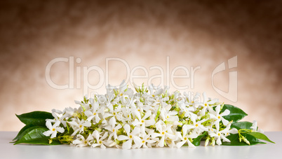 Jasmine flowers on white table and beige background