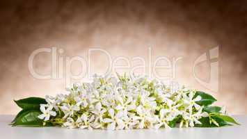 Jasmine flowers on white table and beige background