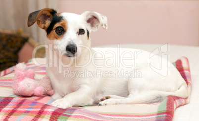 Sweet Jack  Russell on the bed