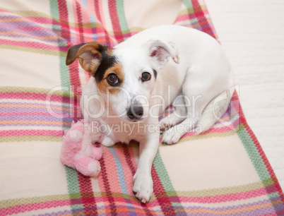 Sweet Jack  Russell on the bed