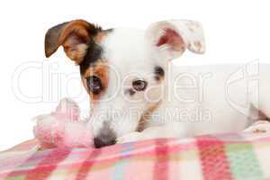 Sweet Jack  Russell on the bed